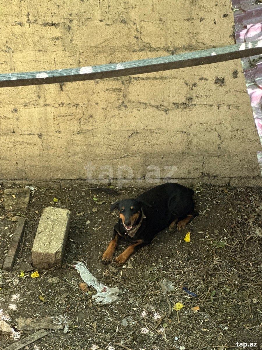 Doberman (2)