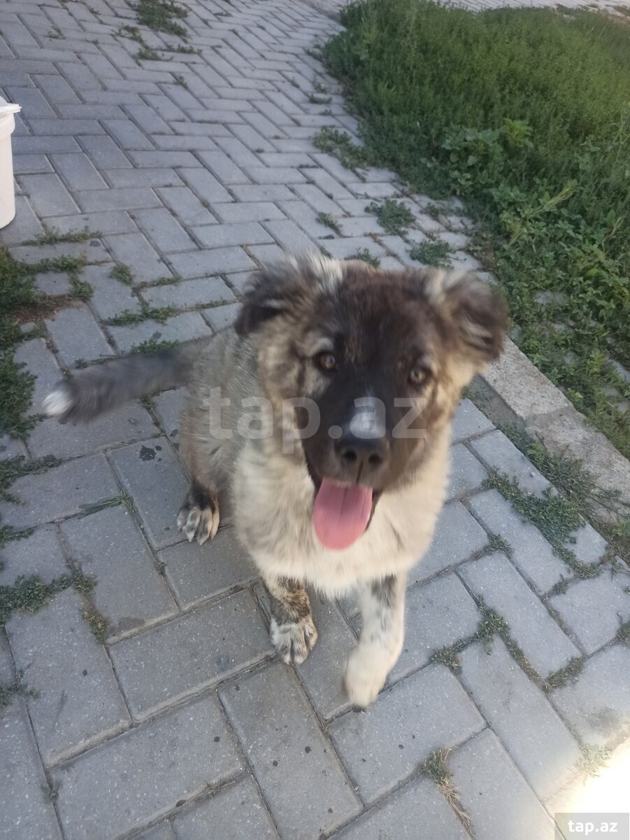 Qafqaz ovçarkası (2)