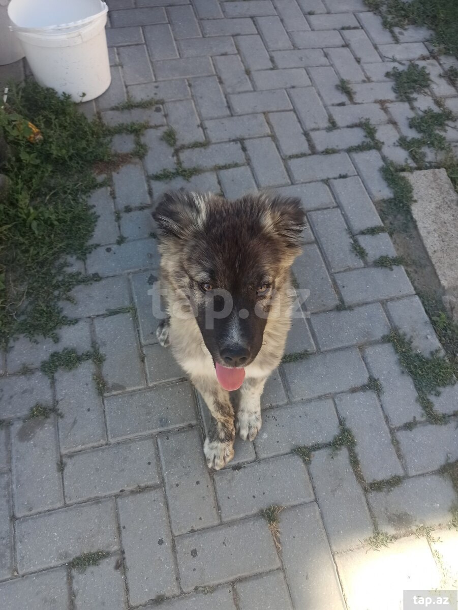 Qafqaz ovçarkası (3)