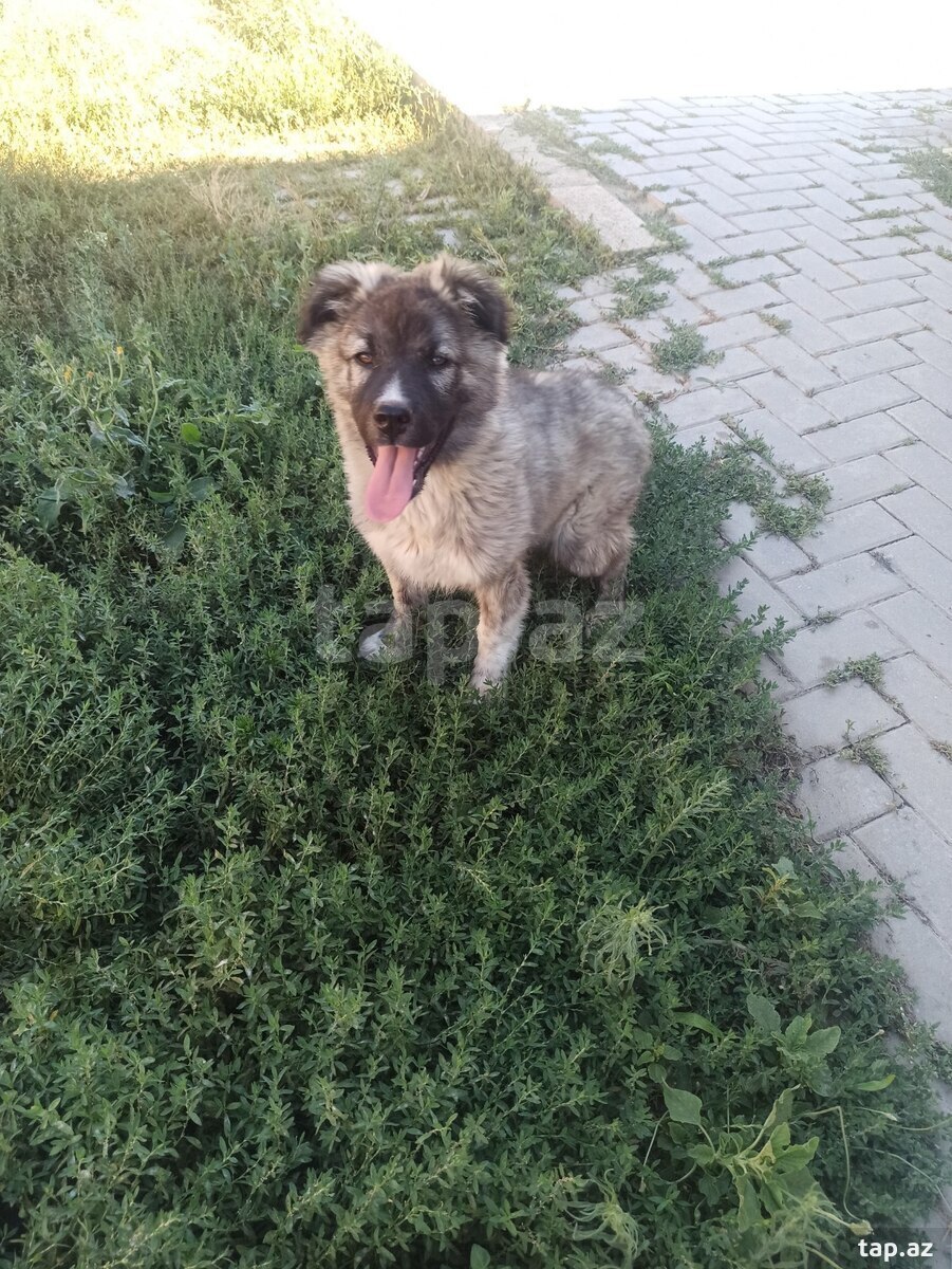Qafqaz ovçarkası