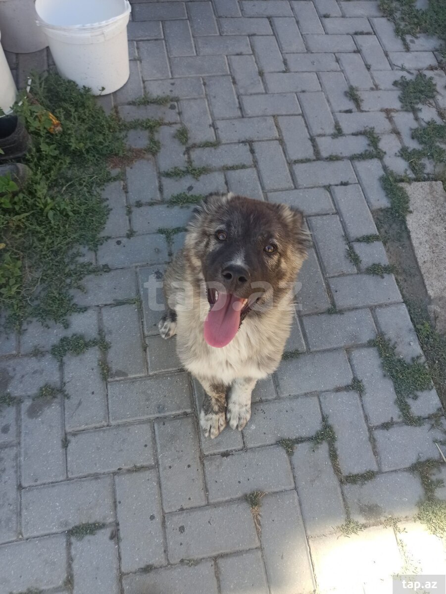 Qafqaz ovçarkası (4)