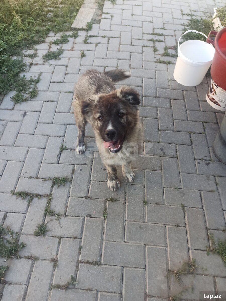 Qafqaz ovçarkası (5)