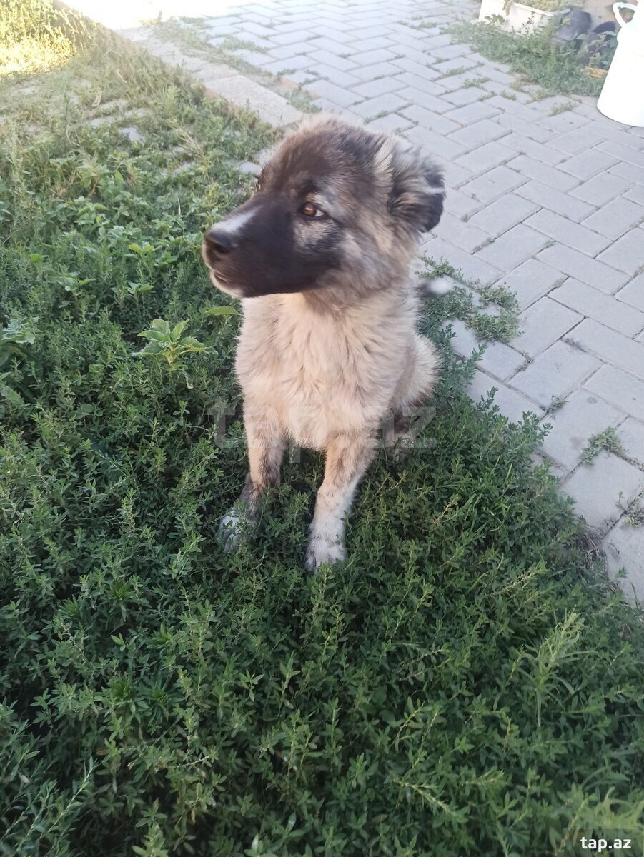Qafqaz ovçarkası (7)