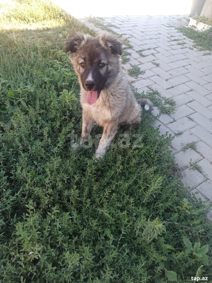 Qafqaz ovçarkası (8)
