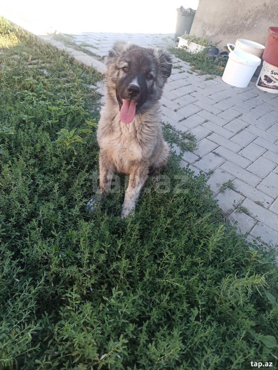 Qafqaz ovçarkası (9)