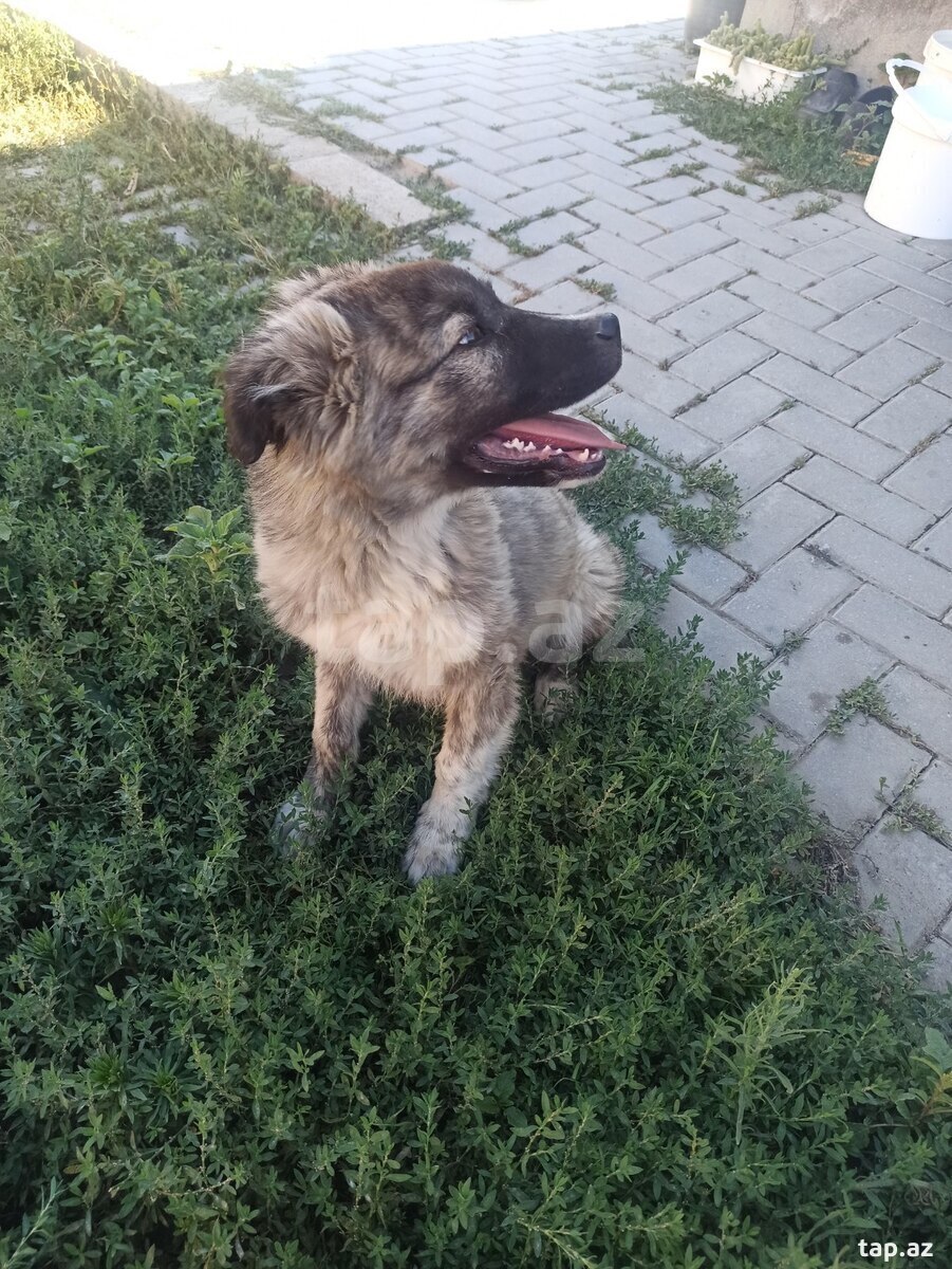 Qafqaz ovçarkası (12)