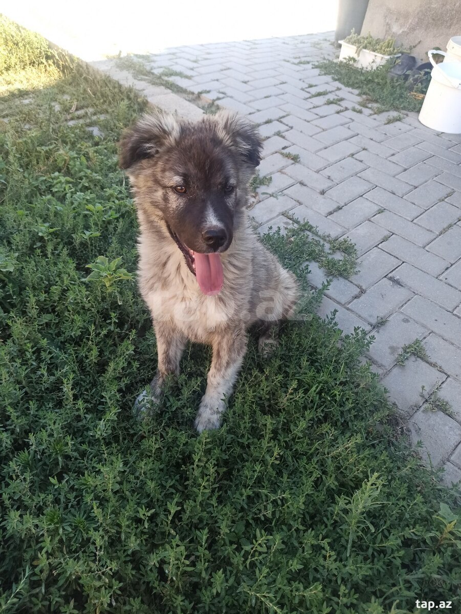 Qafqaz ovçarkası (11)