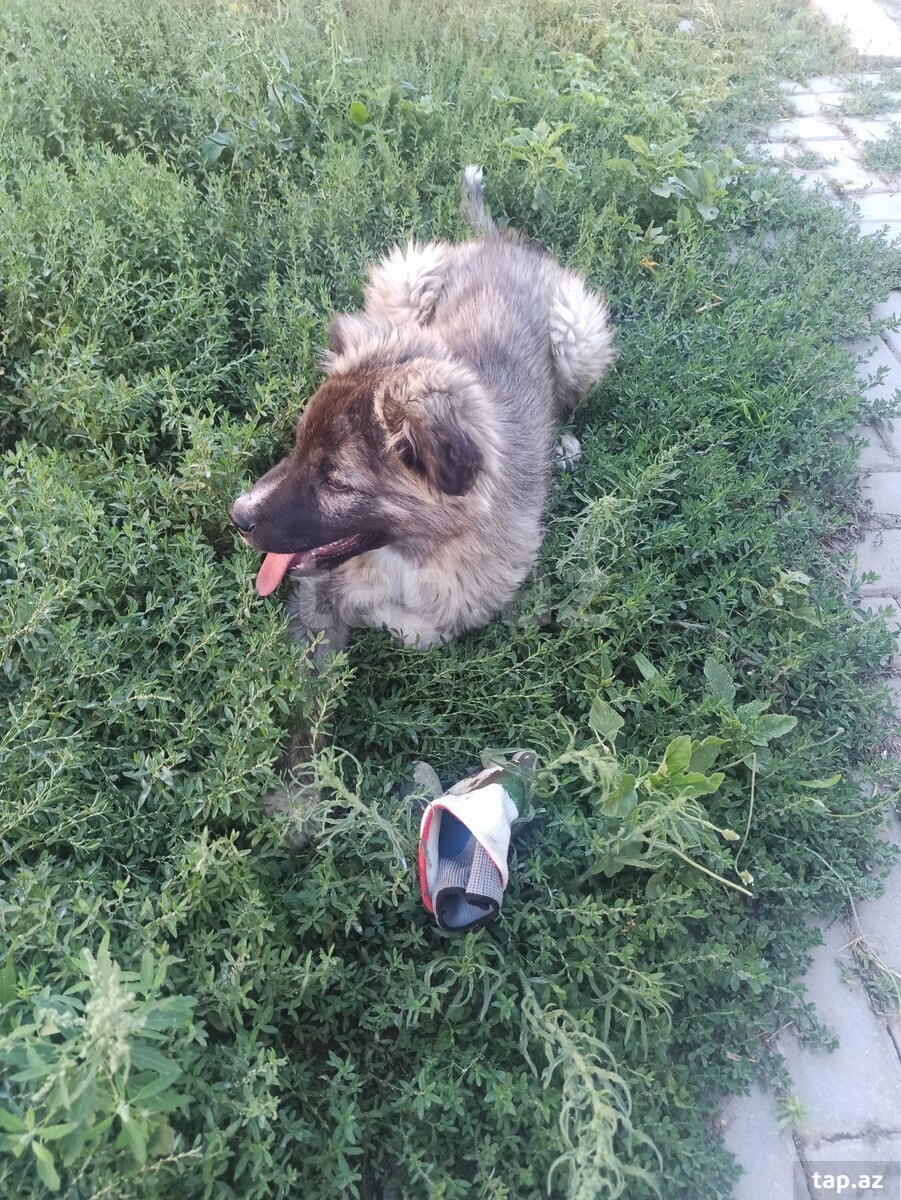 Qafqaz ovçarkası (15)