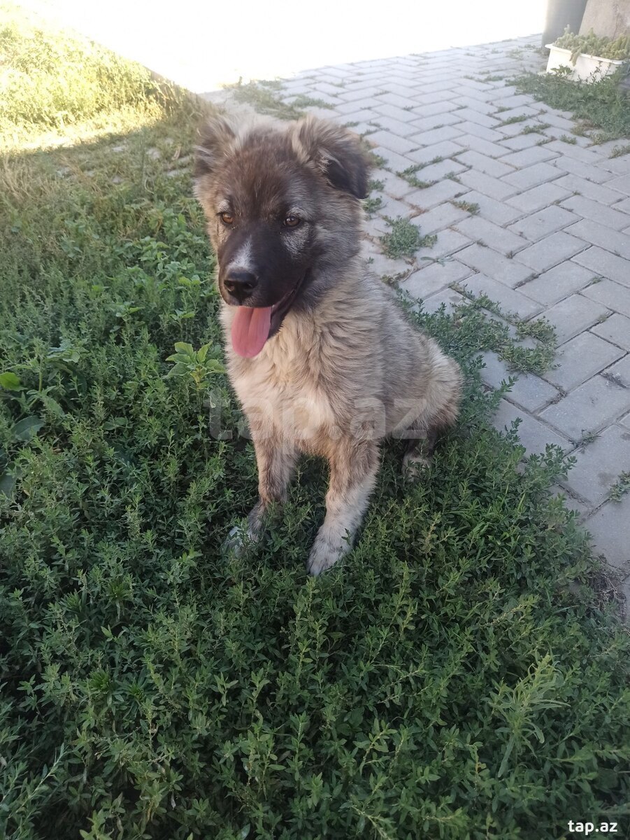 Qafqaz ovçarkası (16)