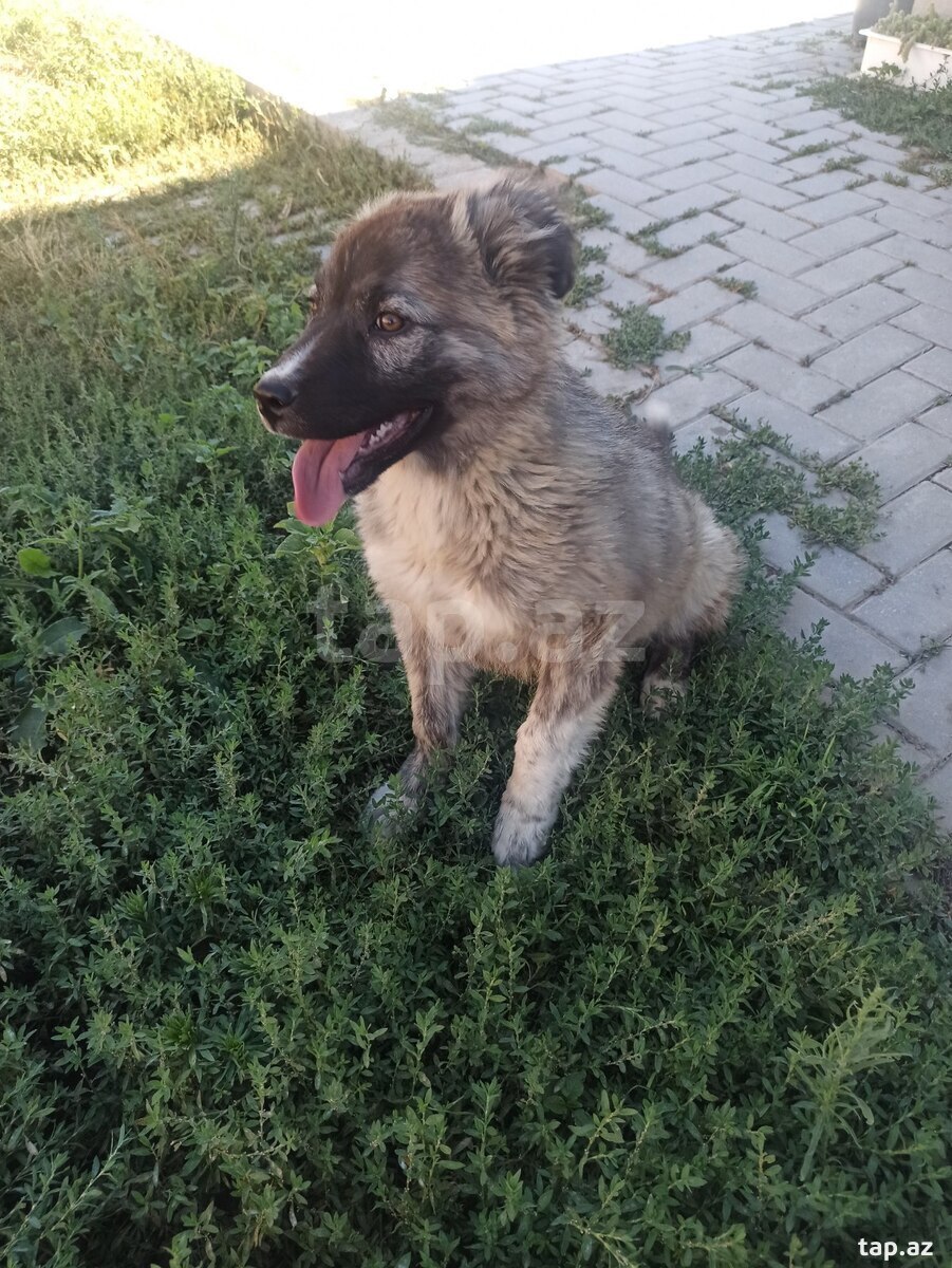 Qafqaz ovçarkası (17)