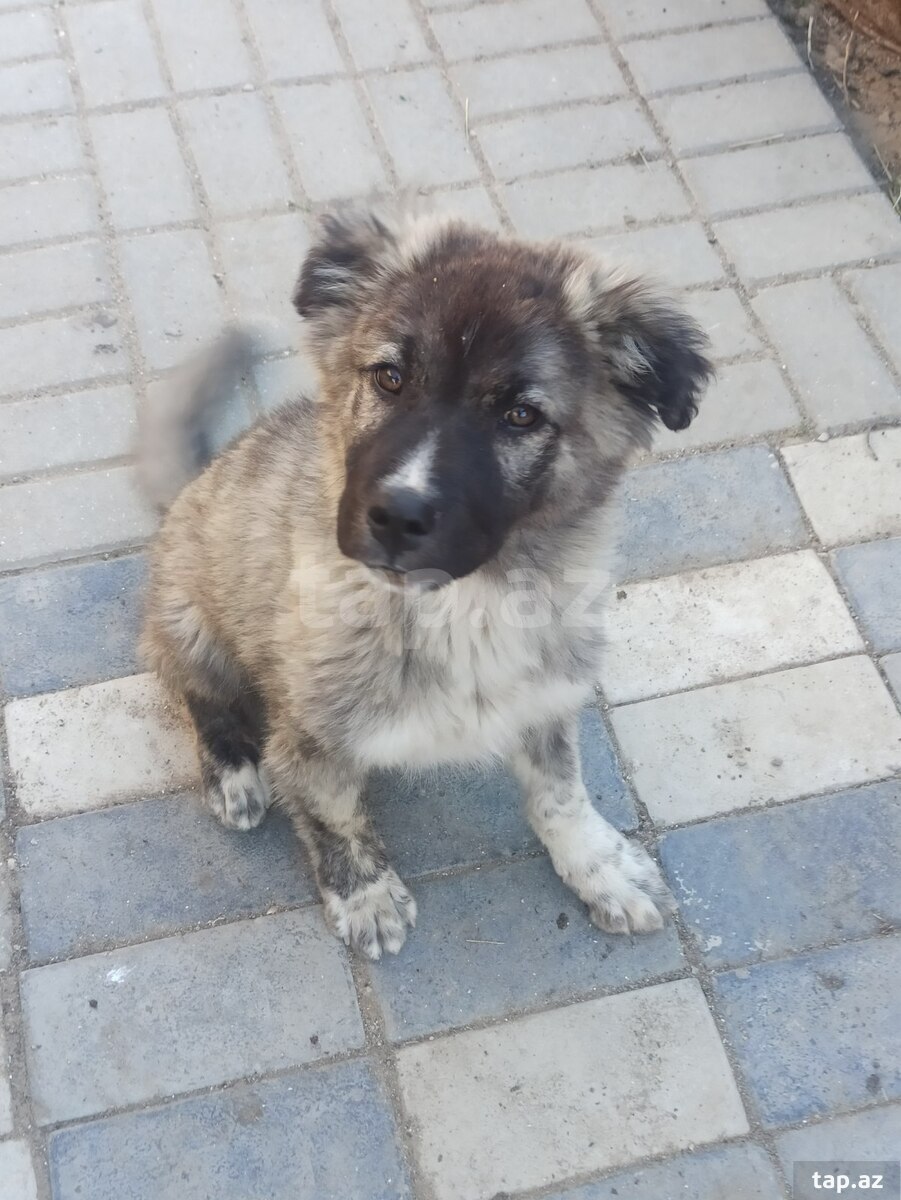Qafqaz ovçarkası (21)