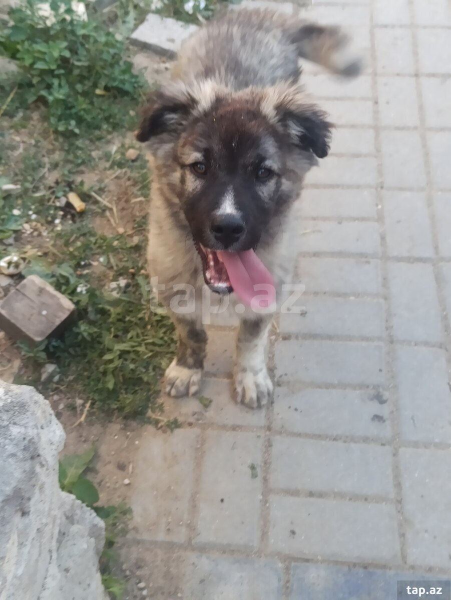 Qafqaz ovçarkası (20)