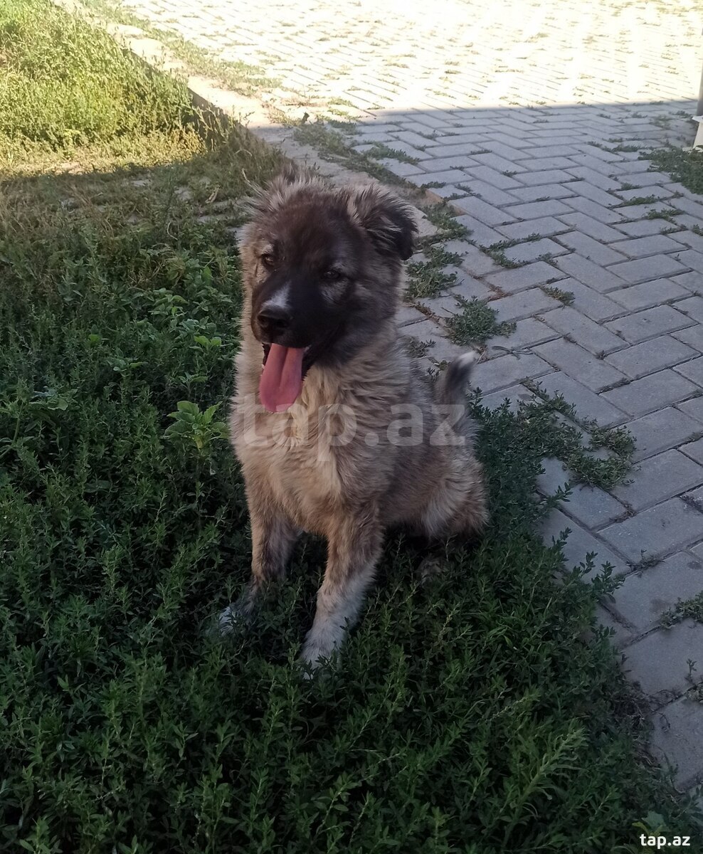 Qafqaz ovçarkası (23)