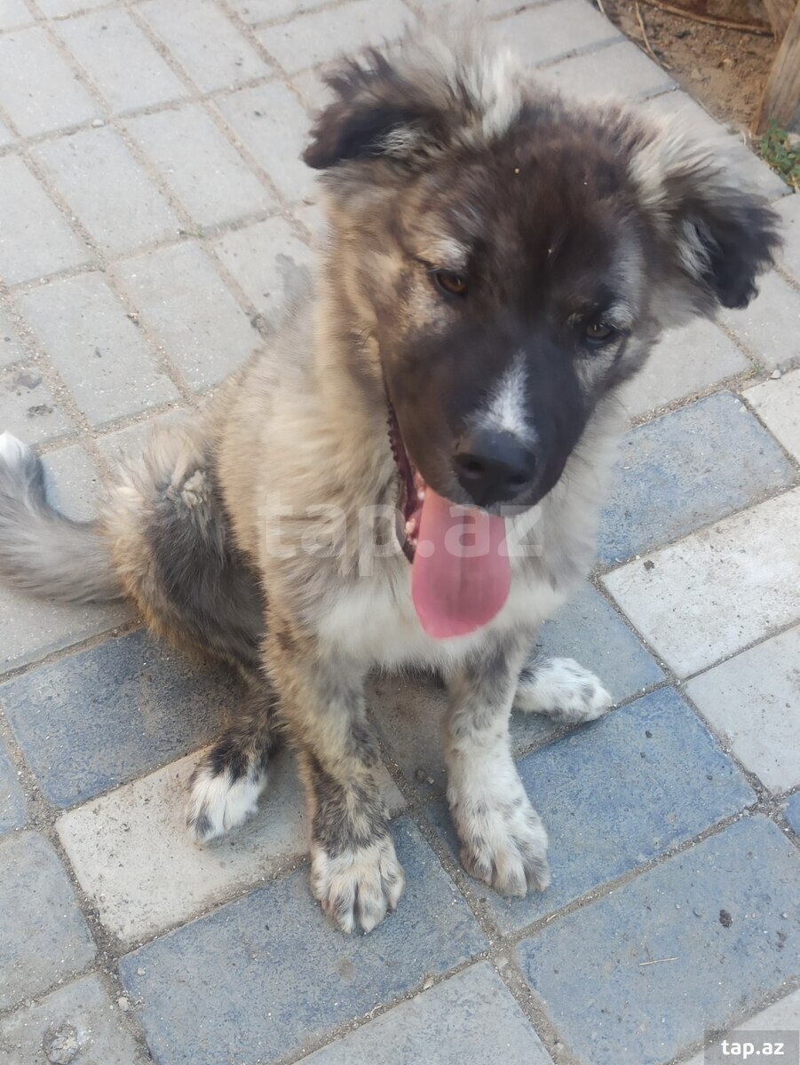 Qafqaz ovçarkası (22)
