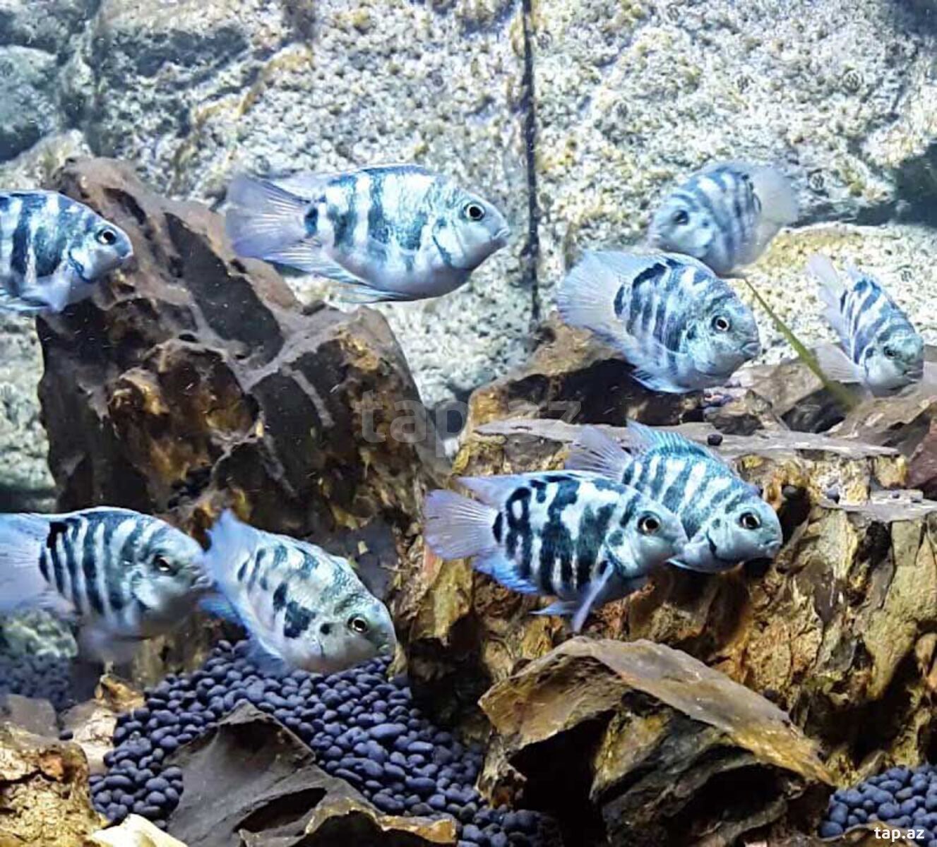 Panda Blue Parrot balıqları (2)