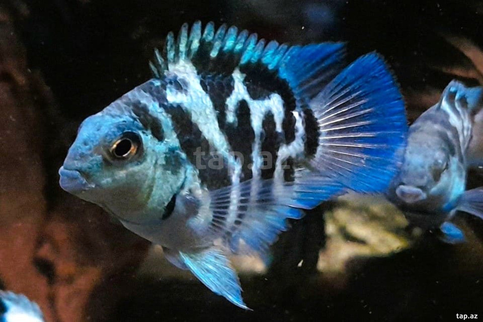 Panda Blue Parrot balıqları