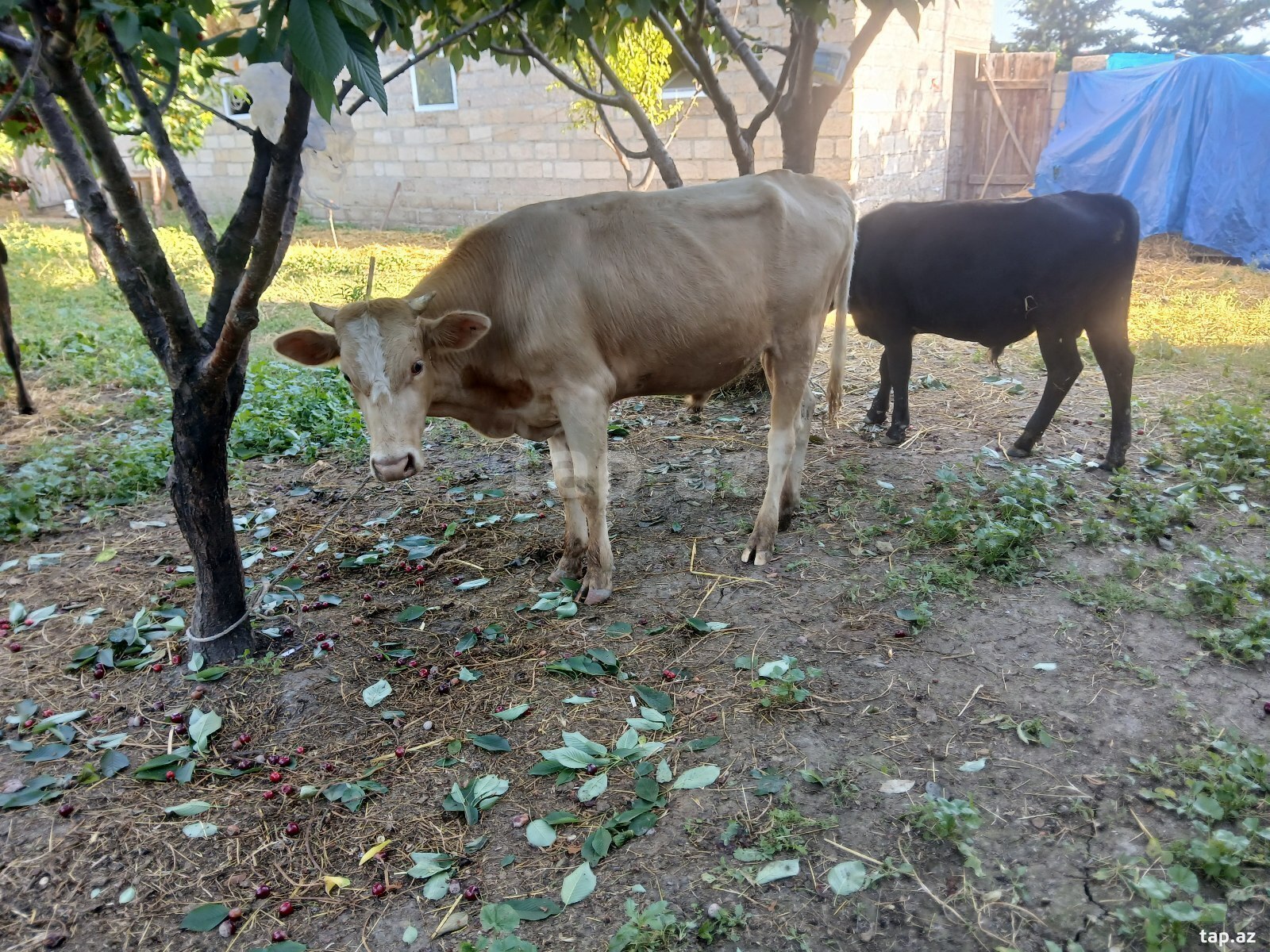 Danalar (2)