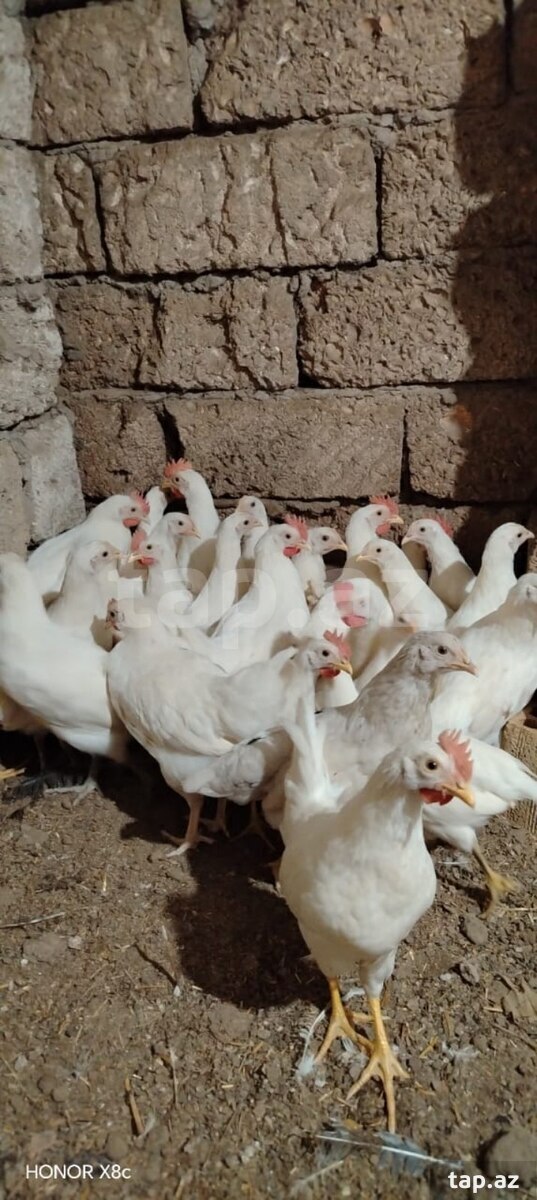Gerkules cücələr (2)