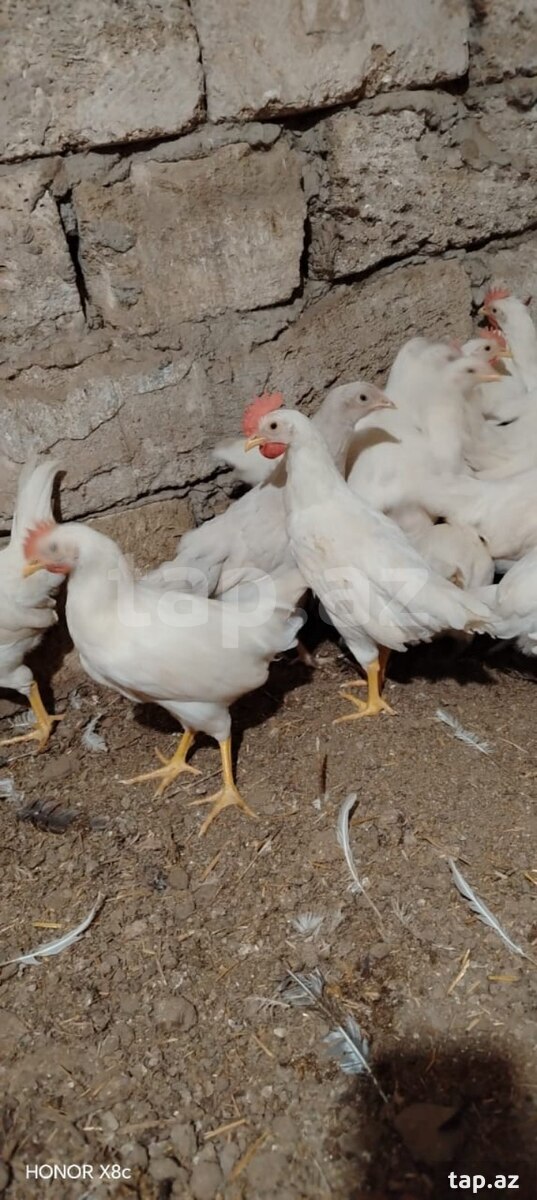 Gerkules cücələr (3)