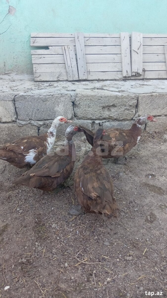 Qazlar və Krasnodar ördəkləri (2)