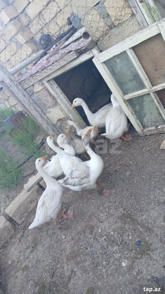 Qazlar və Krasnodar ördəkləri (4)