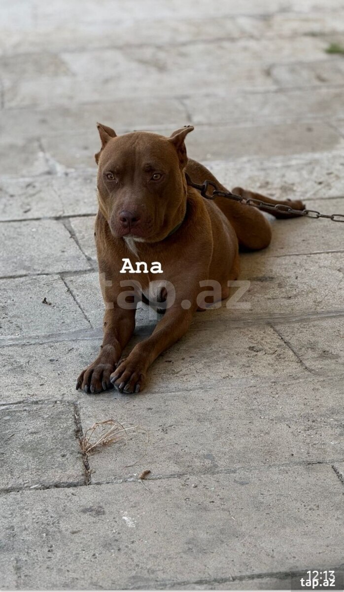 Pitbul  (2)
