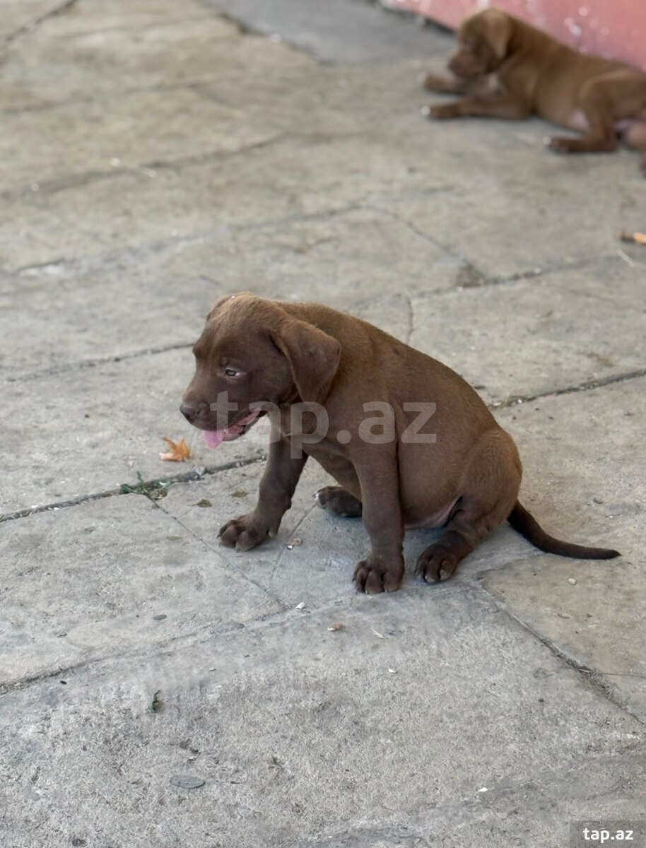Pitbul 