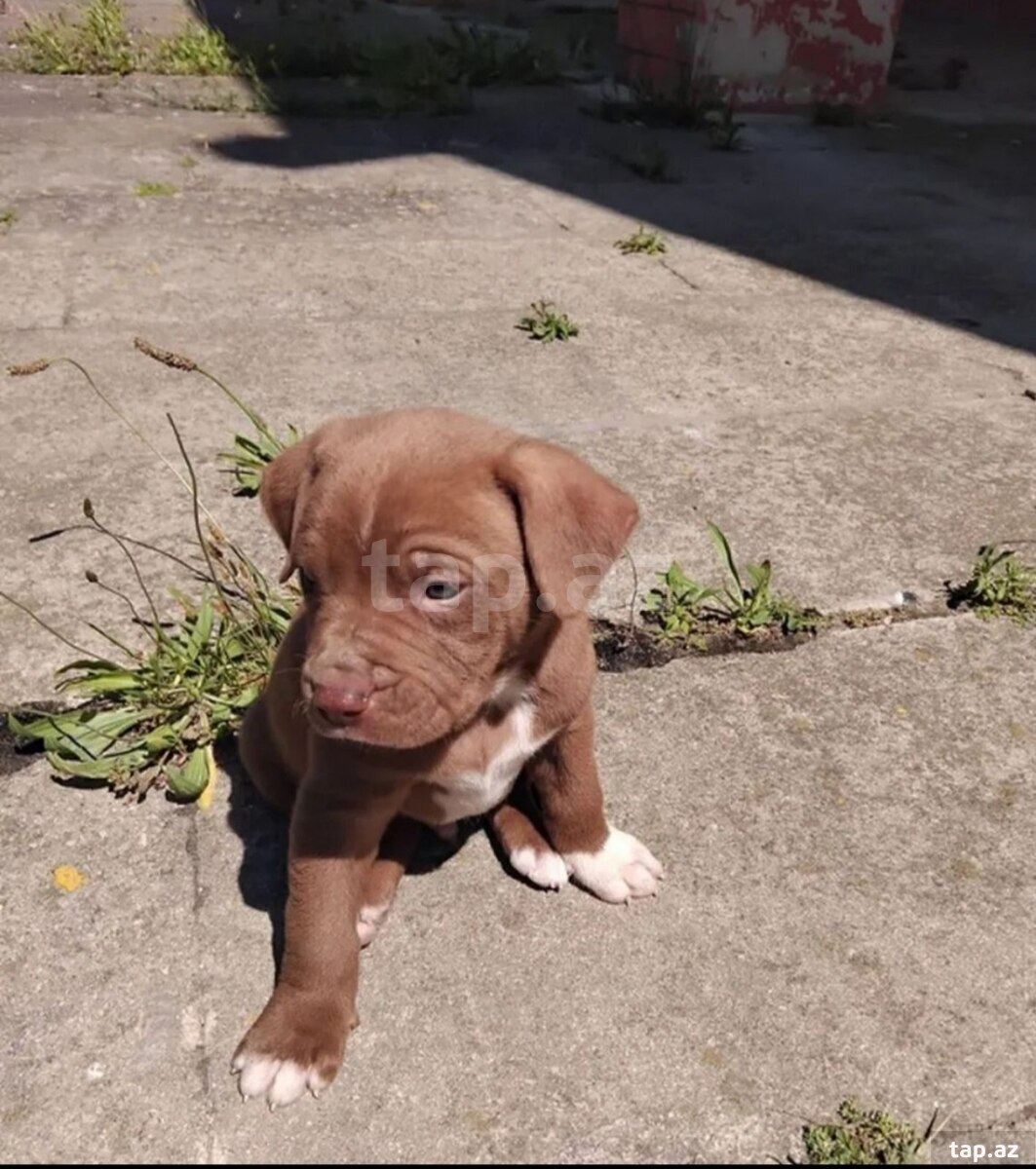 Pitbul (2)