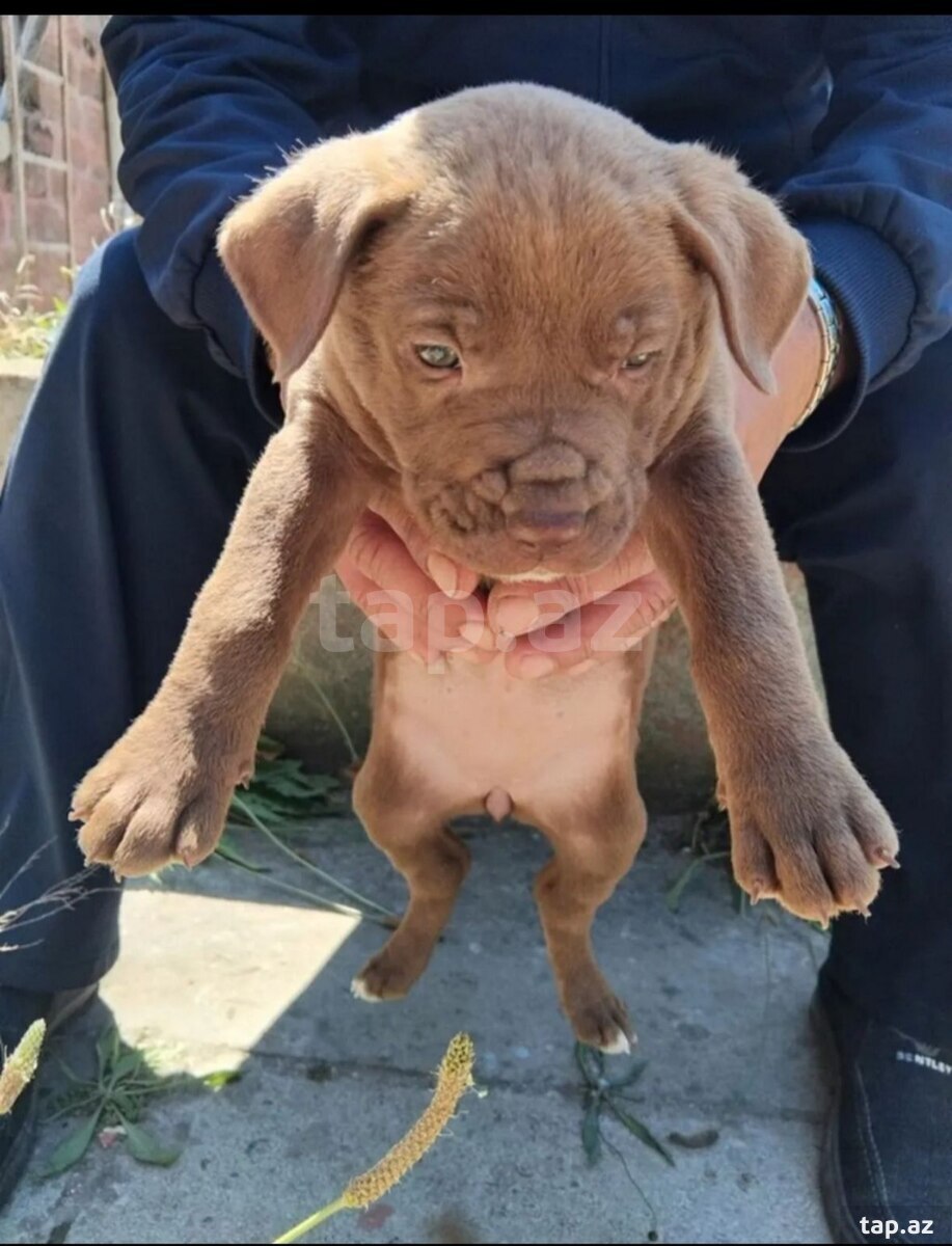 Pitbul