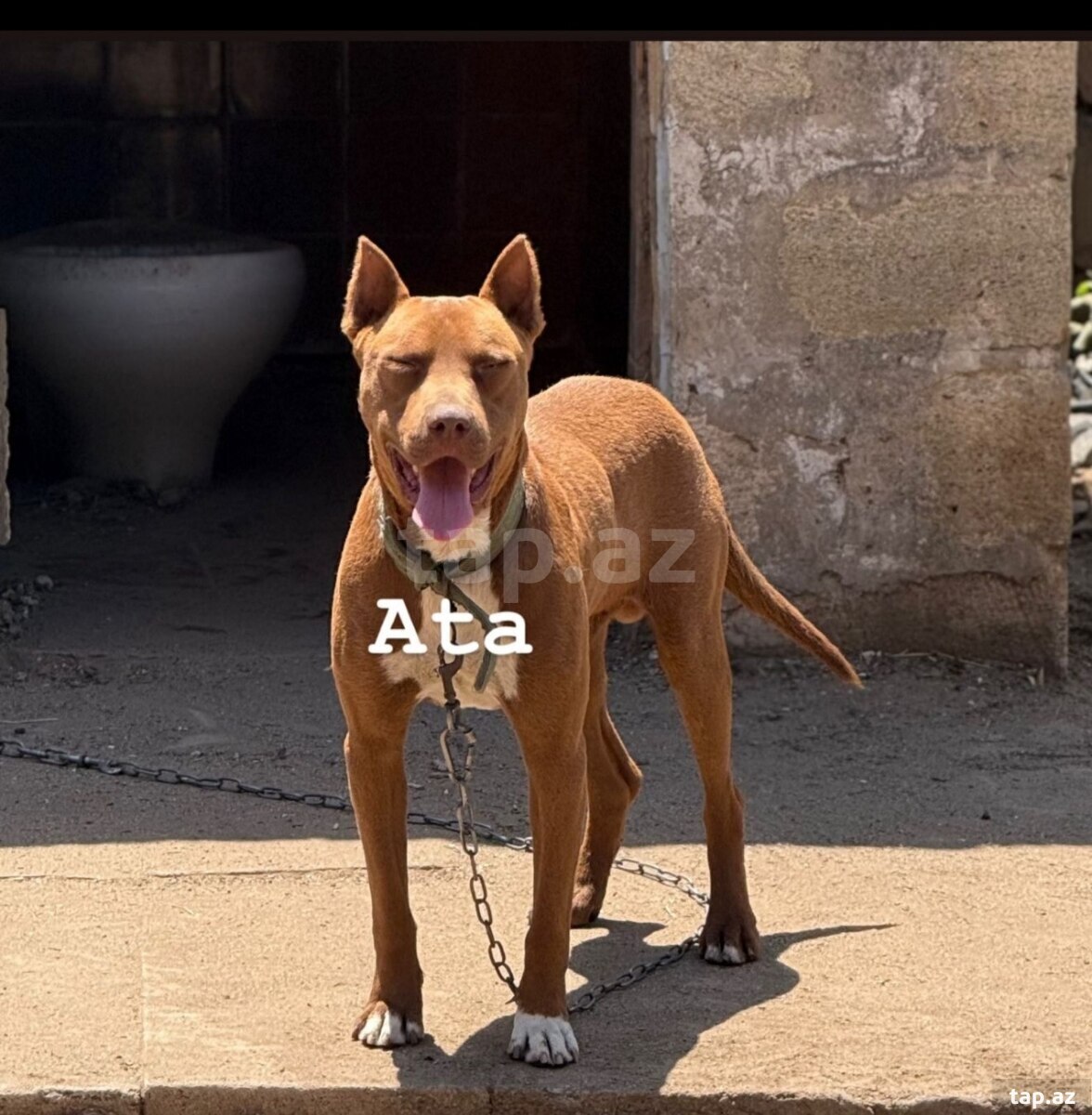 Pitbul (5)