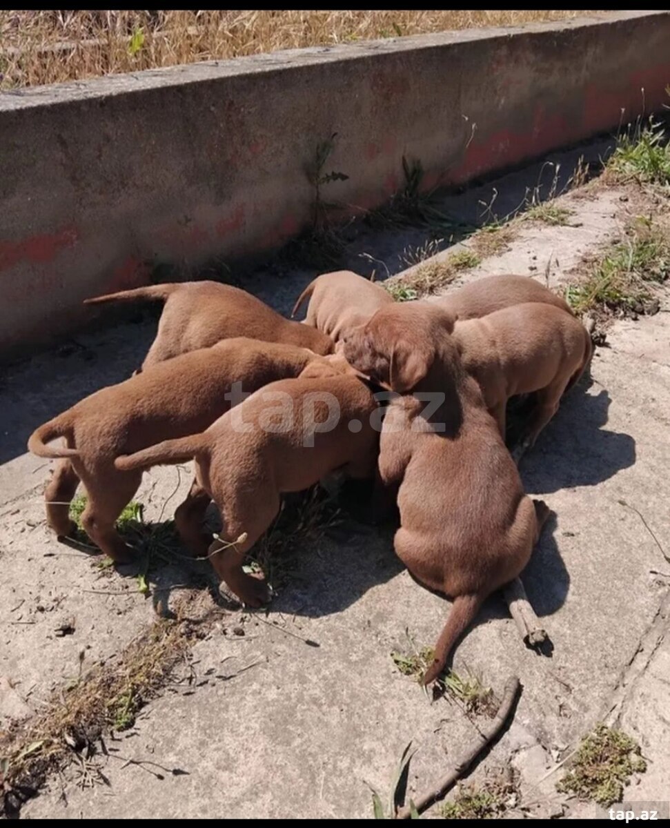 Pitbul (3)