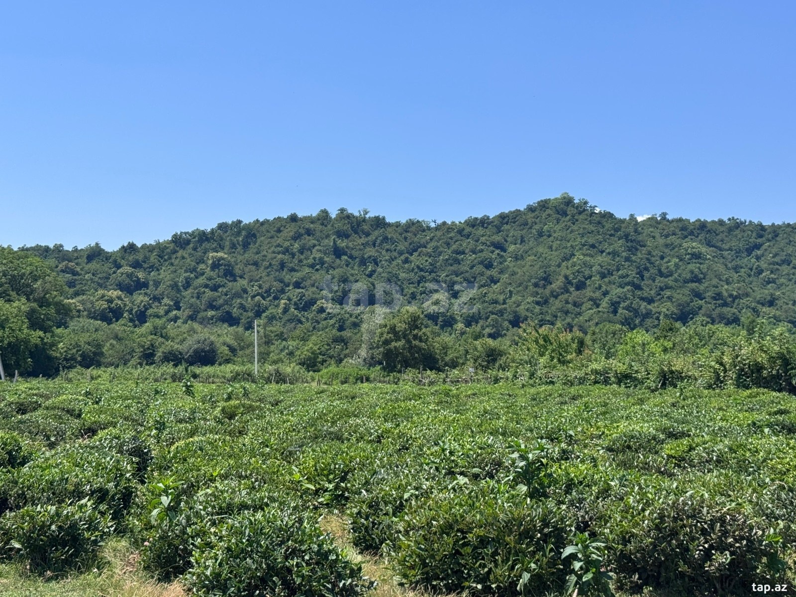 28.18 sot torpaq sahəsi, Zaqatala r.