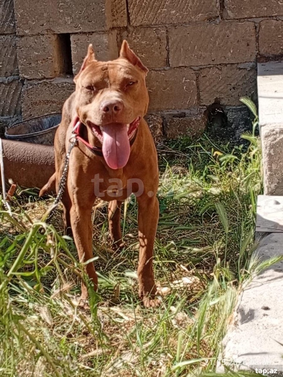 Pitbul  (3)