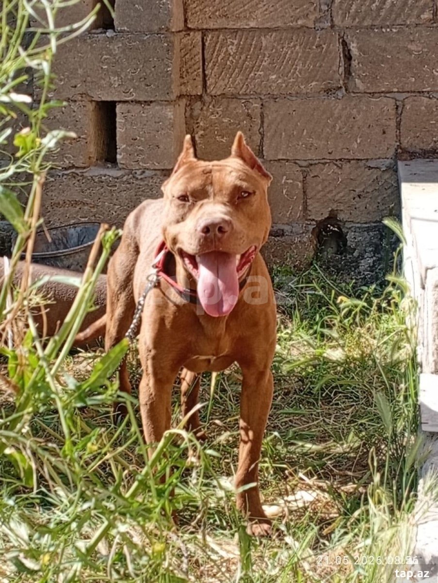 Pitbul 