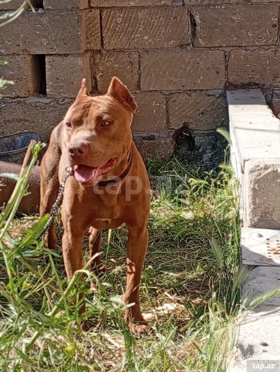 Pitbul  (2)