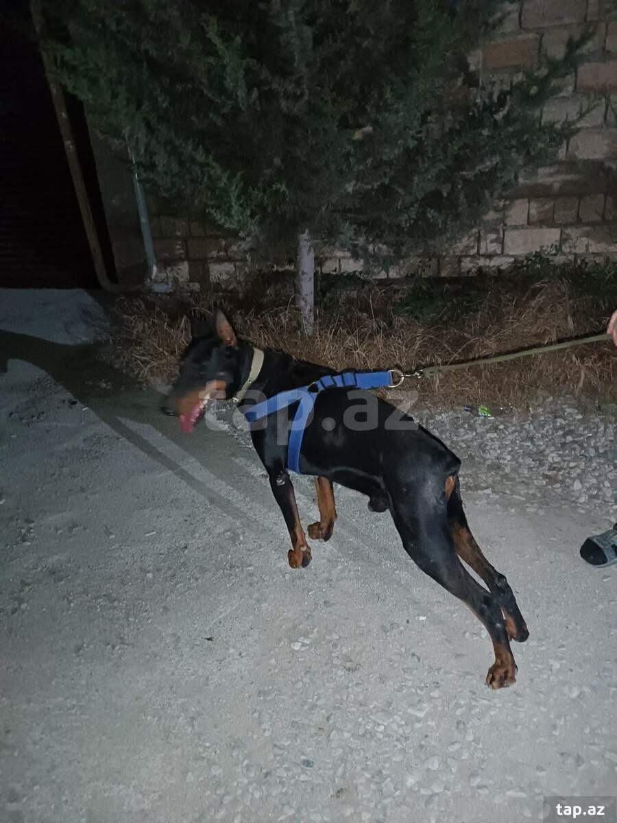 Doberman
