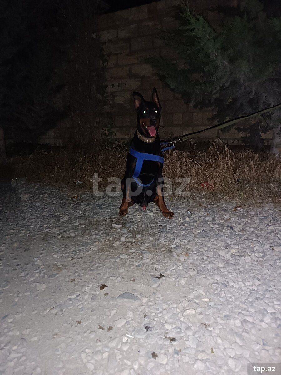 Doberman (2)