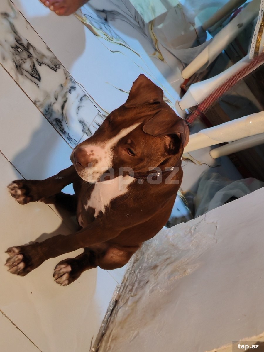 Pitbul (2)