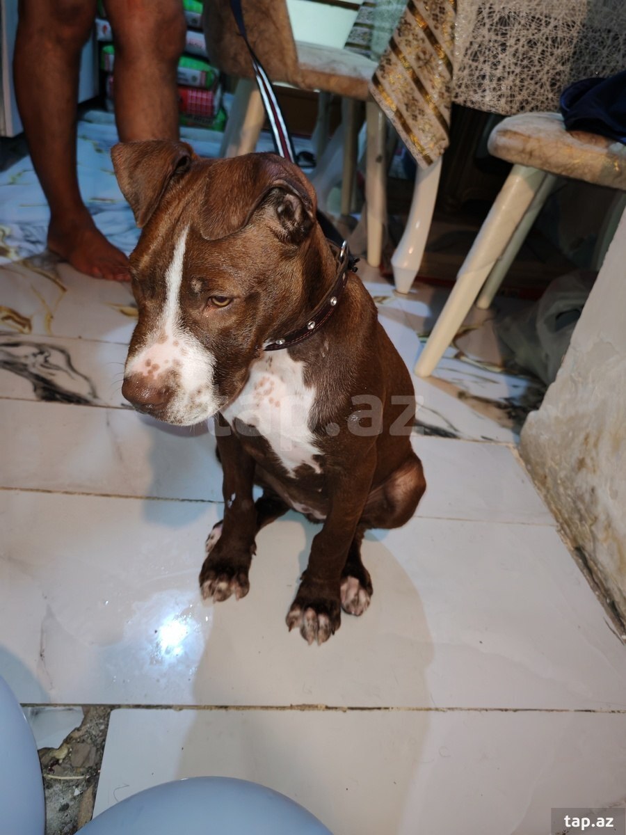 Pitbul (3)