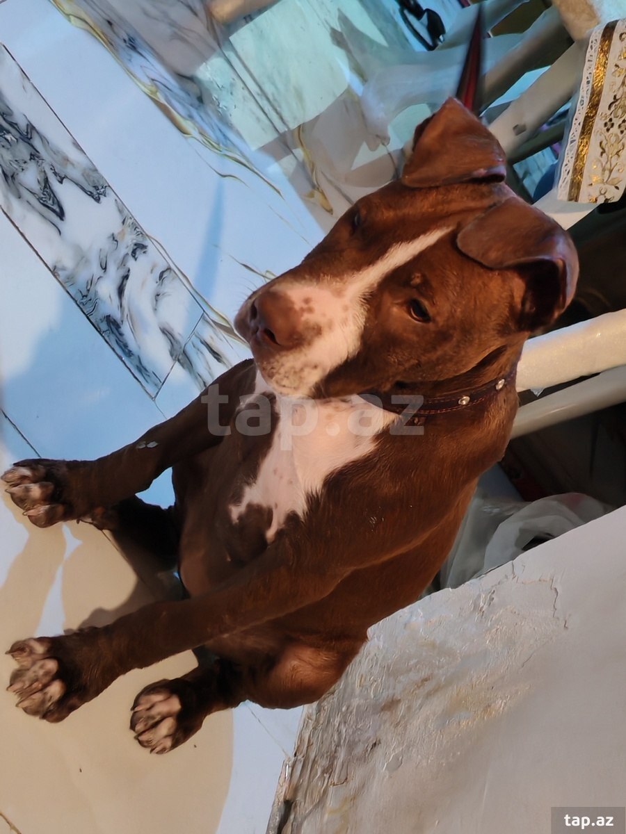 Pitbul