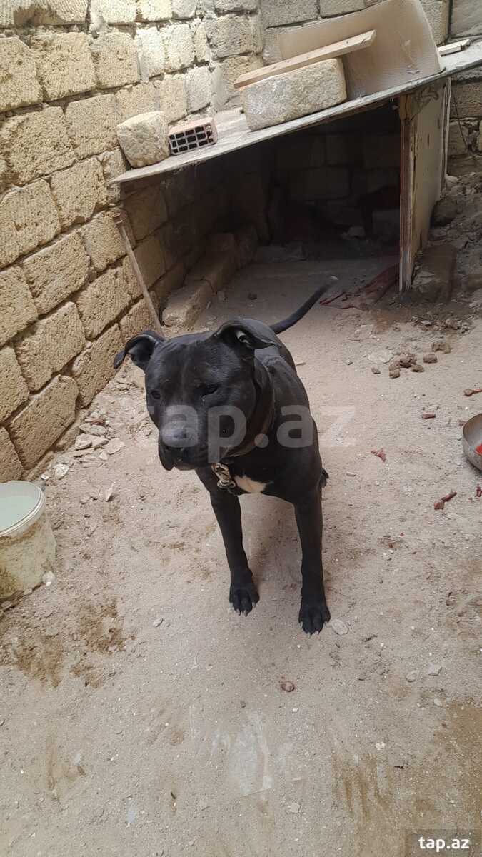 Pitbul  (2)