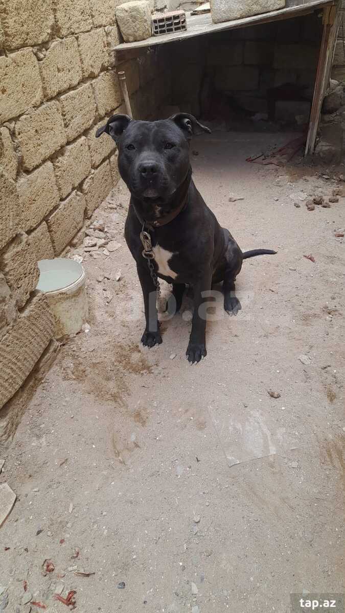 Pitbul 