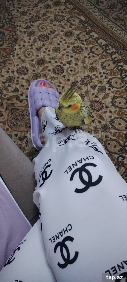 Tutuquşu