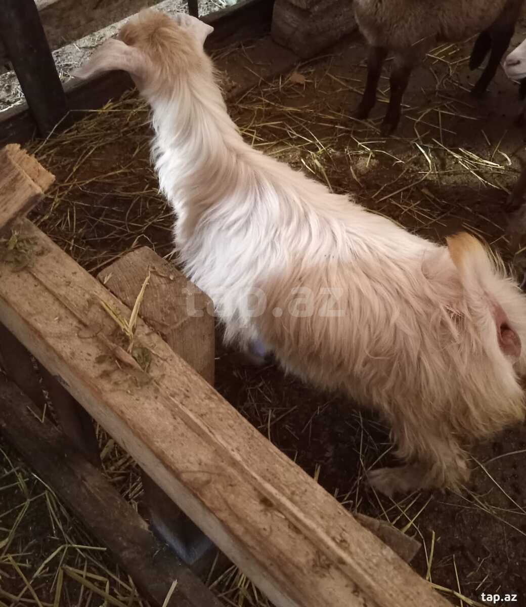 Erkək çəpiş (7)
