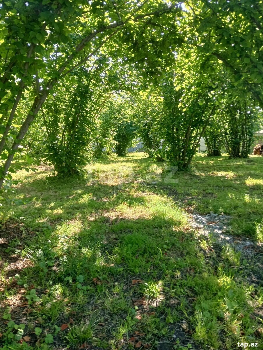 Həyət evi, Oğuz r. (10)