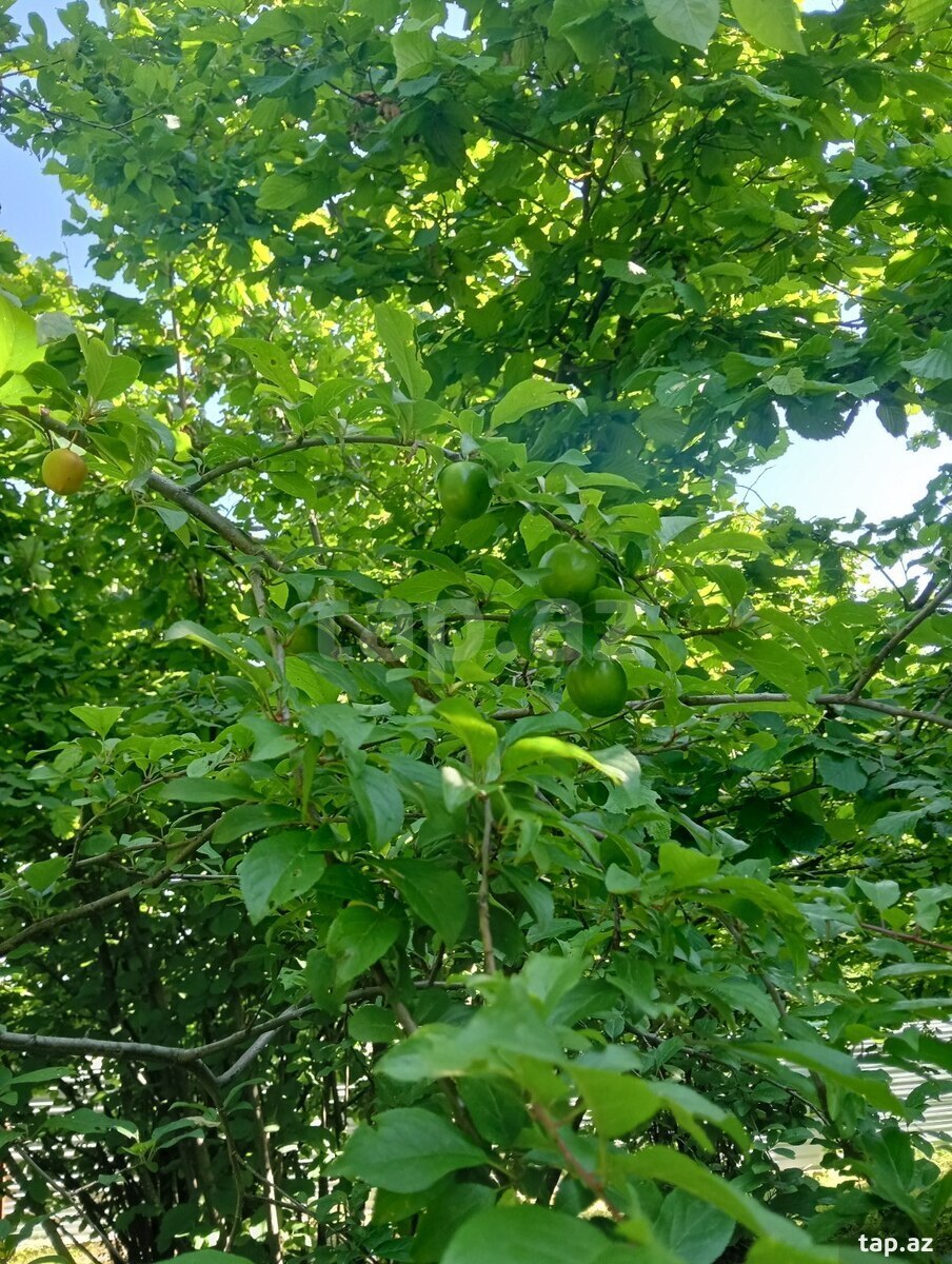 Həyət evi, Oğuz r. (13)