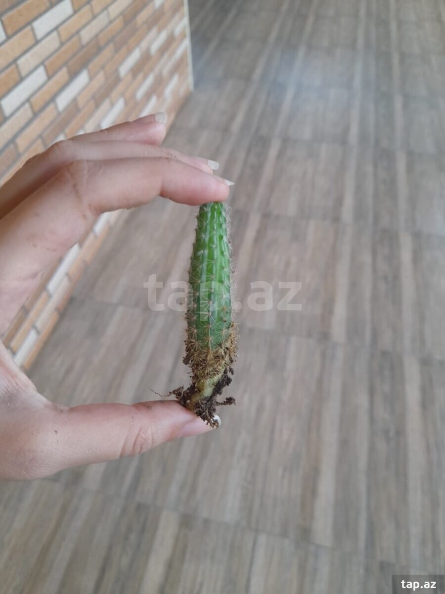 Kaktus
