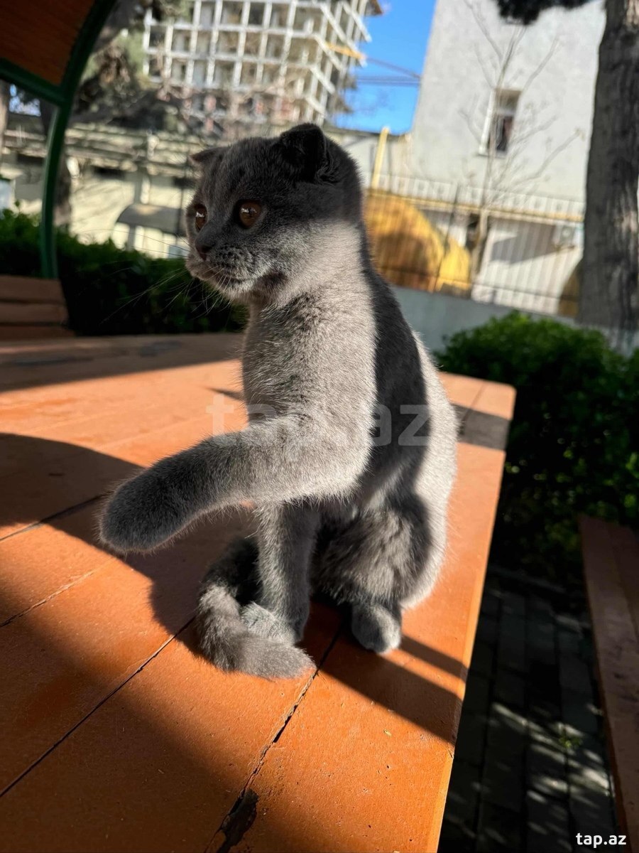 Şotland pişiyi (Cütləşdirmək üçün)
