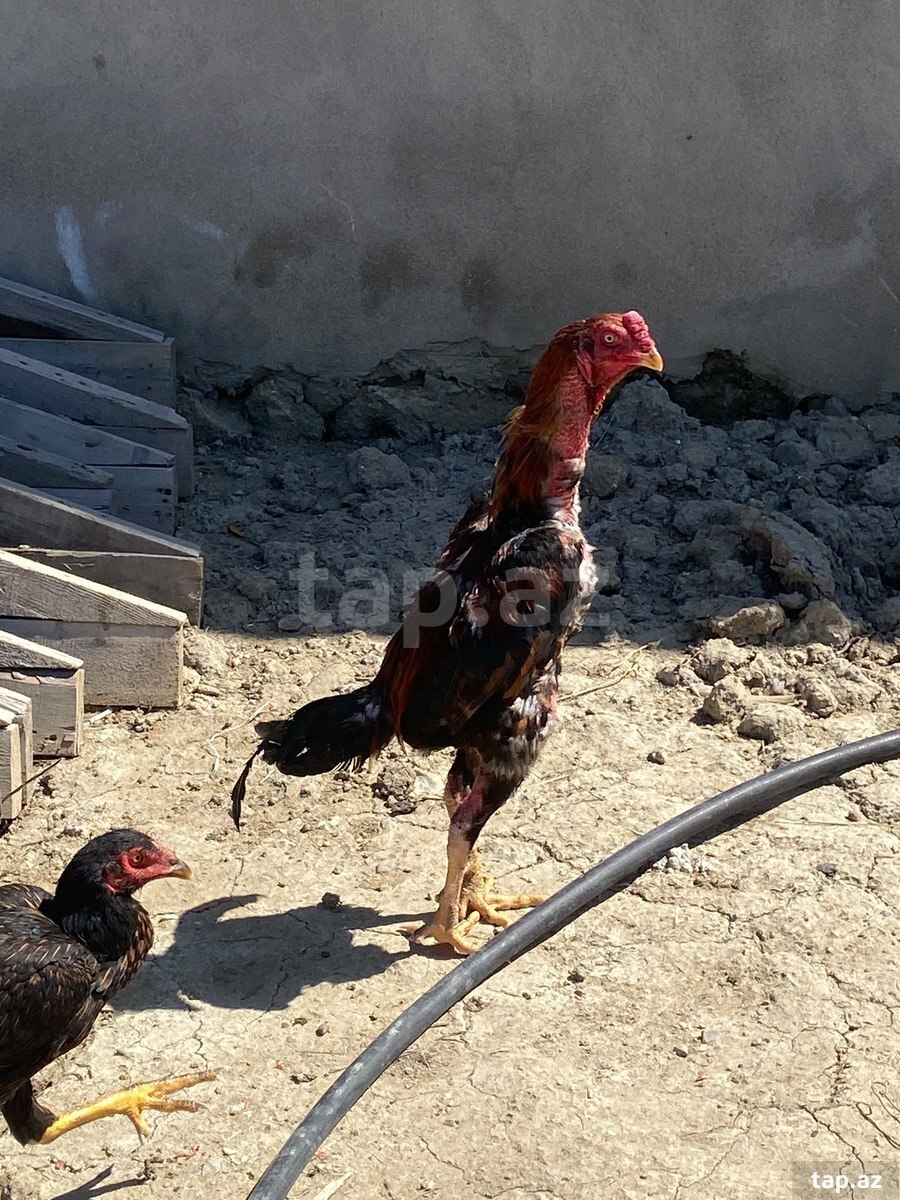 Heyratı xoruzu