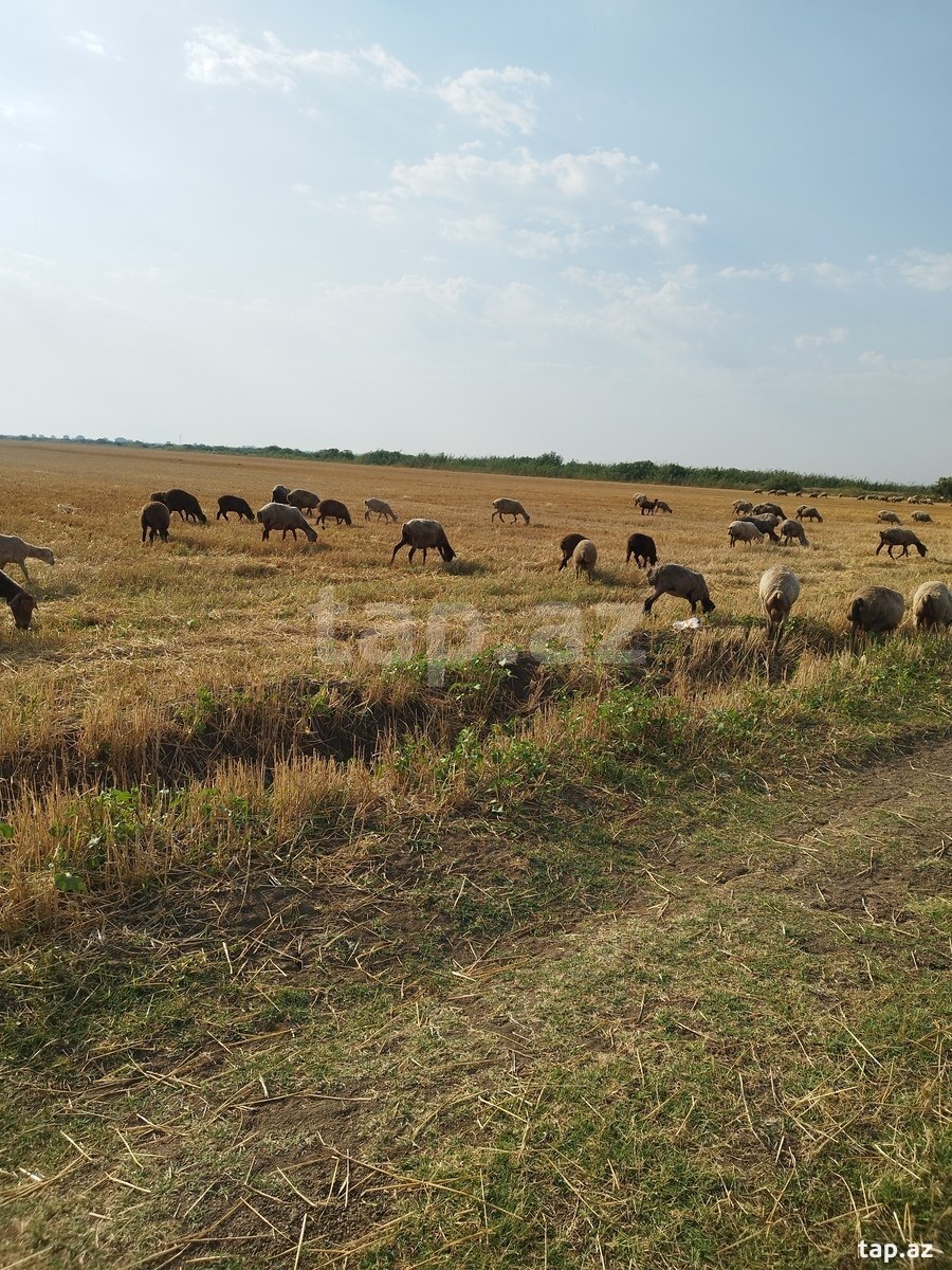 Qoyunlar (2)